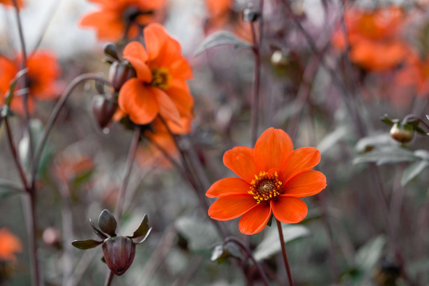 Dahlie 'Bishop of Oxford'